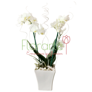 Orquídeas Alma Bella