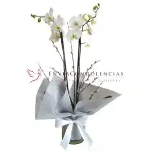 Orquídea Reposo de Luz